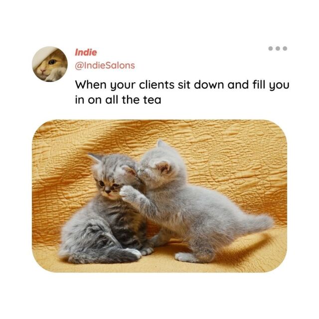 Happy International Cat Day! 

What alternative captions would you give these photos? Comment your salon inspired ideas and you just might find it on our stories!
.
.
.
.
#internationalcatday #hairstylistmemes #denverhairstylist #denversalon #bouldersalon